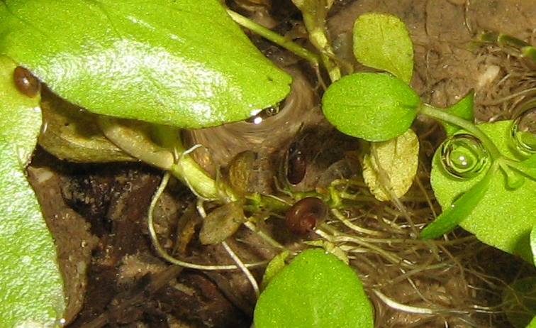 Chiocciole d''acqua da ID